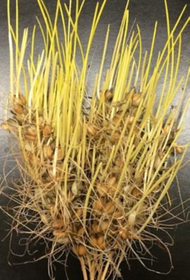 IMG-Induced PHS in Wheat_cropped.jpg